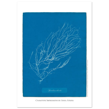 Illustration de Sporochnus rhizodes, cyanotype d'Anna Atkins (42x59,4 cm (A2)). Cyanotype d'Anna Atkins représentant l'algue Sporochnus rhizodes, avec un motif détaillé blanc sur un fond bleu.