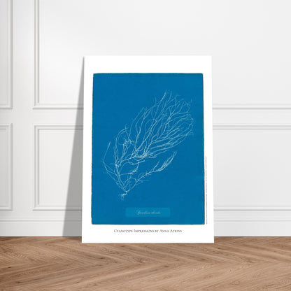 Illustration de Sporochnus rhizodes, cyanotype d'Anna Atkins. Cyanotype d'Anna Atkins représentant l'algue Sporochnus rhizodes, avec un motif détaillé blanc sur un fond bleu. Image d'illustration 5