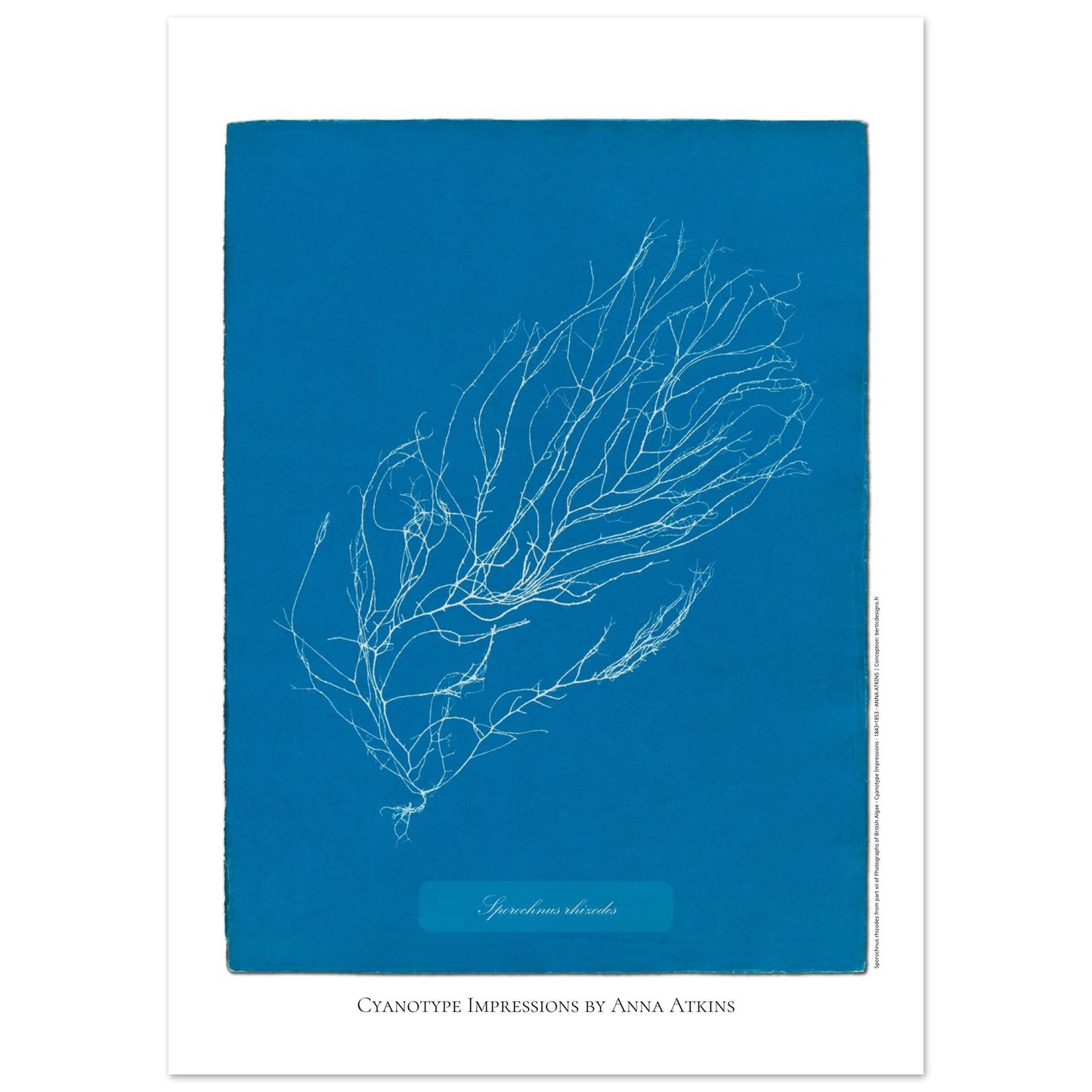Illustration de Sporochnus rhizodes, cyanotype d'Anna Atkins (50x70 cm). Cyanotype d'Anna Atkins représentant l'algue Sporochnus rhizodes, avec un motif détaillé blanc sur un fond bleu.