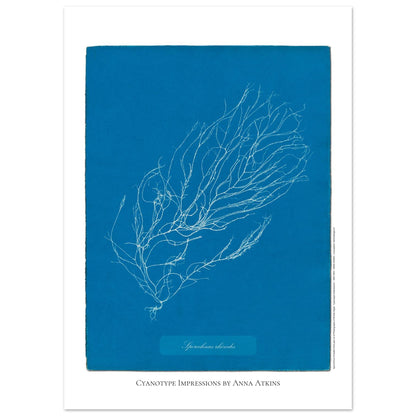 Illustration de Sporochnus rhizodes, cyanotype d'Anna Atkins (50x70 cm). Cyanotype d'Anna Atkins représentant l'algue Sporochnus rhizodes, avec un motif détaillé blanc sur un fond bleu.