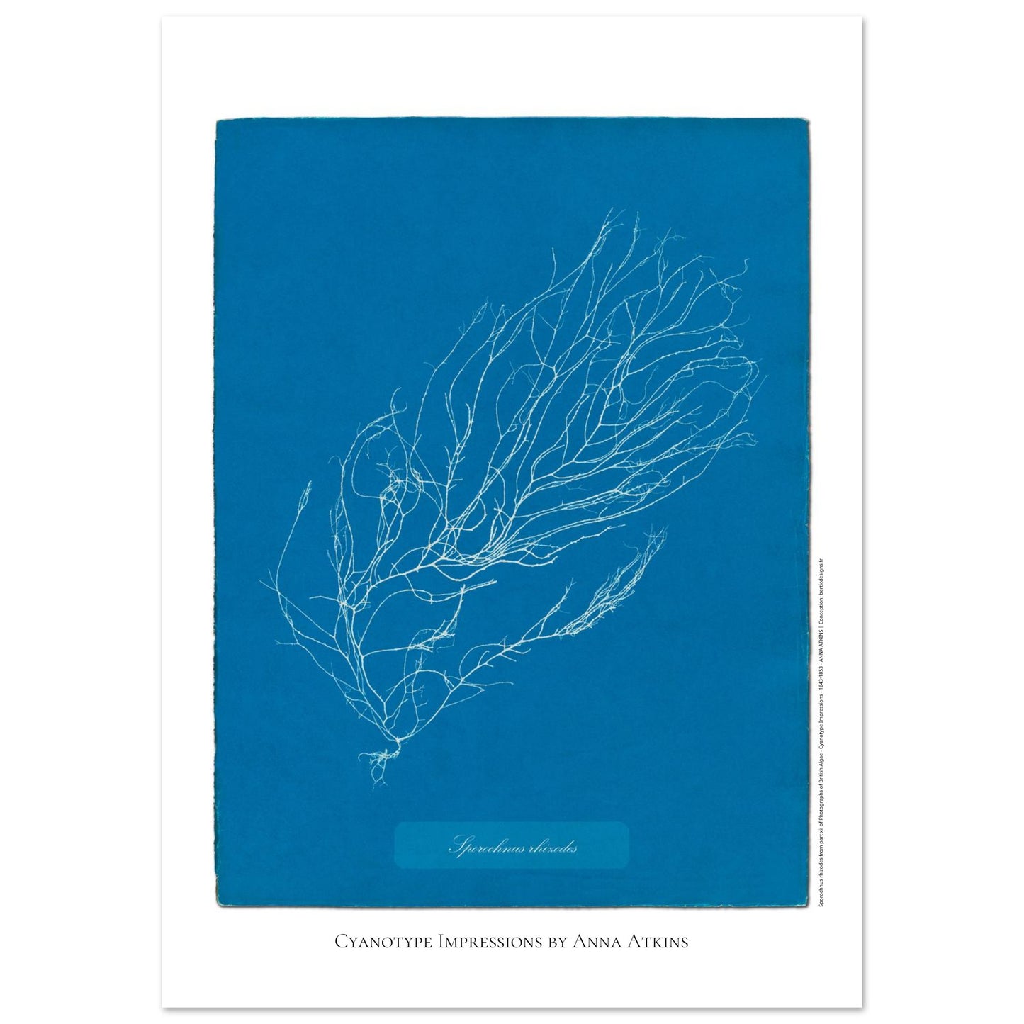 Illustration de Sporochnus rhizodes, cyanotype d'Anna Atkins (59,4x84,1 cm (A1)). Cyanotype d'Anna Atkins représentant l'algue Sporochnus rhizodes, avec un motif détaillé blanc sur un fond bleu.