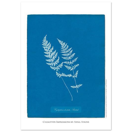 Cystopteris dentata - Reproduction Cyanotype Fougère Britannique par Anna Atkins (29,7x42 cm (A3)). Reproduction cyanotype de fougère Cystopteris dentata par Anna Atkins, affiche botanique vintage sur fond bleu.