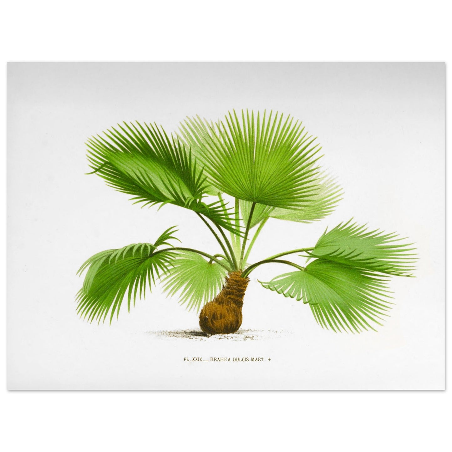 Planche botanique ancienne : Brahea dulcis, palmier du Mexique (30x40 cm). Illustration botanique ancienne du palmier Brahea Dulcis.