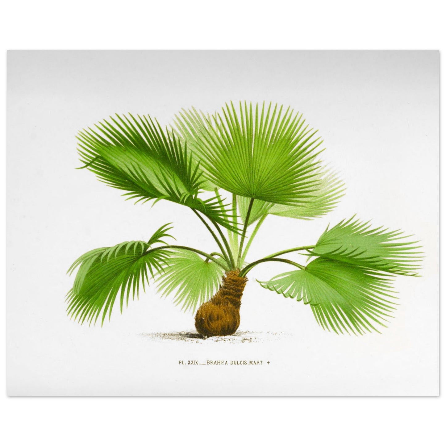 Planche botanique ancienne : Brahea dulcis, palmier du Mexique (40x50 cm). Illustration botanique ancienne du palmier Brahea Dulcis.