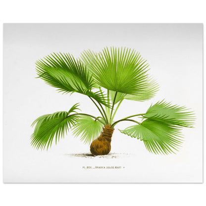 Planche botanique ancienne : Brahea dulcis, palmier du Mexique (40x50 cm). Illustration botanique ancienne du palmier Brahea Dulcis.