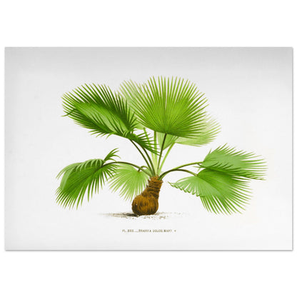 Planche botanique ancienne : Brahea dulcis, palmier du Mexique (59,4x84,1 cm (A1)). Illustration botanique ancienne du palmier Brahea Dulcis.