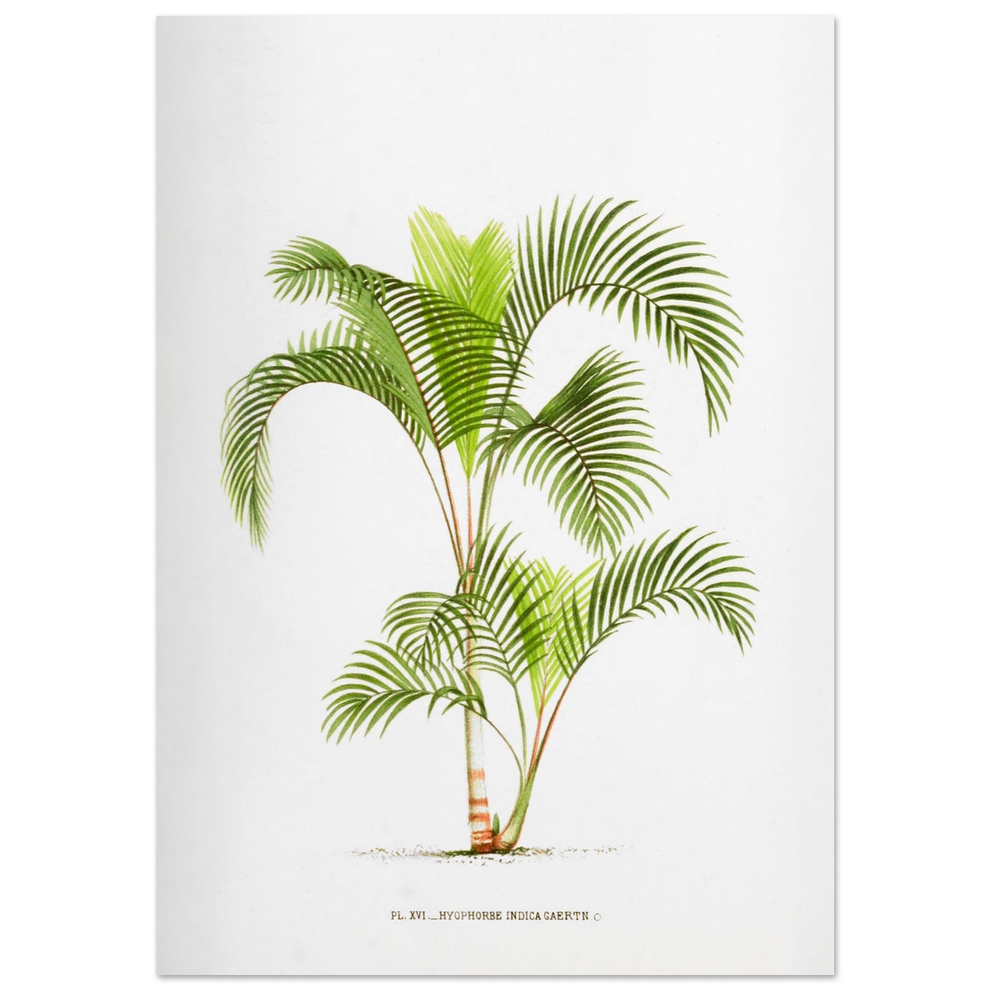 Planche naturaliste Hyophorbe Indica (29,7x42 cm (A3)). Illustration botanique de l'Hyophorbe Indica, un palmier aux feuilles vertes pennées et arquées, avec un tronc fin orné de marques rouges.