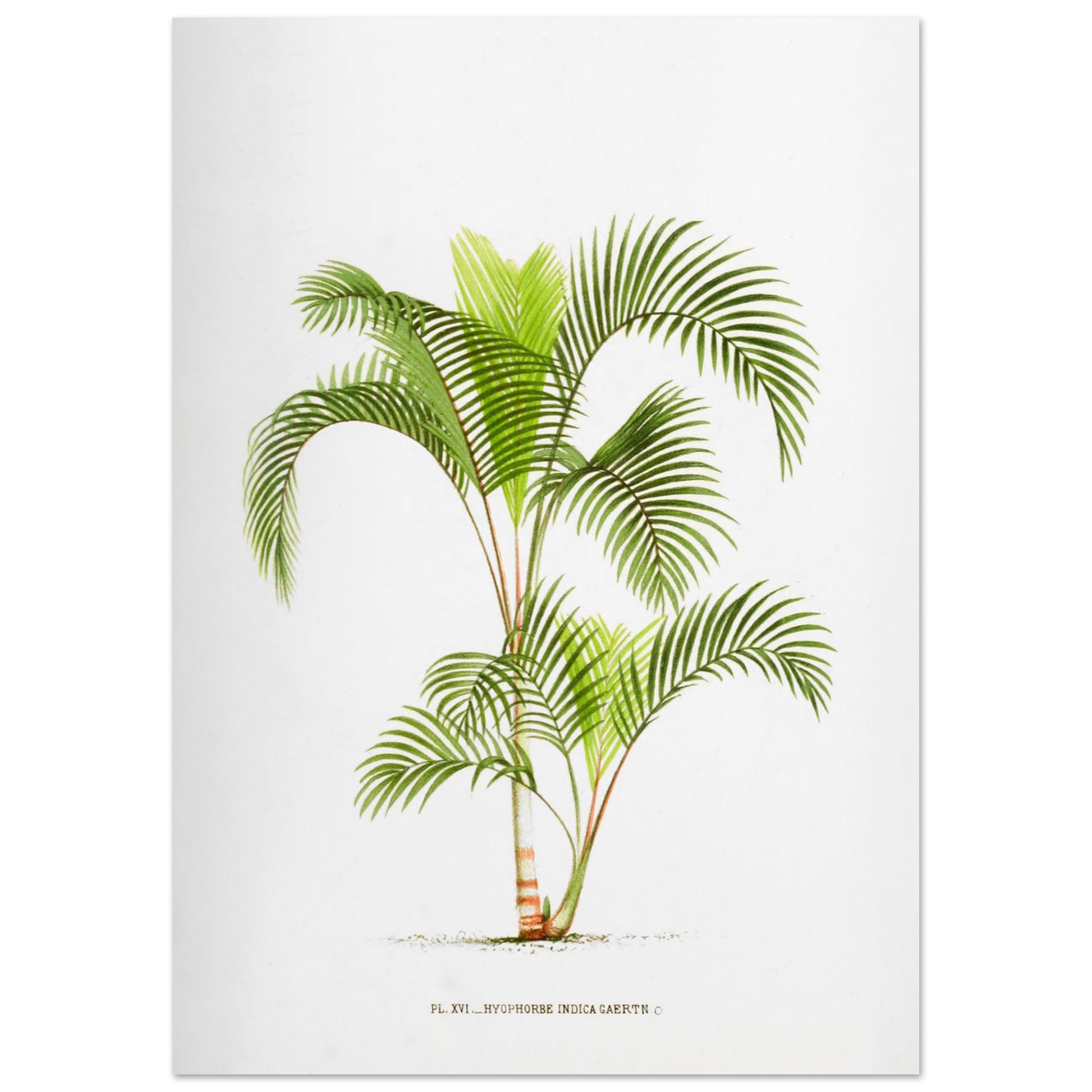Planche naturaliste Hyophorbe Indica (29,7x42 cm (A3)). Illustration botanique de l'Hyophorbe Indica, un palmier aux feuilles vertes pennées et arquées, avec un tronc fin orné de marques rouges.