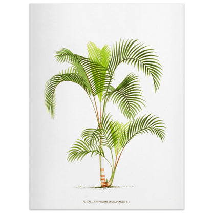 Planche naturaliste Hyophorbe Indica (30x40 cm). Illustration botanique de l'Hyophorbe Indica, un palmier aux feuilles vertes pennées et arquées, avec un tronc fin orné de marques rouges.
