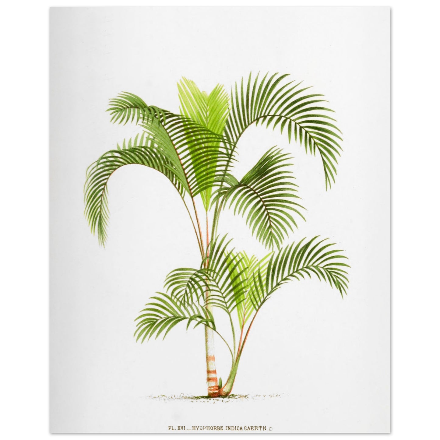 Planche naturaliste Hyophorbe Indica (40x50 cm). Illustration botanique de l'Hyophorbe Indica, un palmier aux feuilles vertes pennées et arquées, avec un tronc fin orné de marques rouges.