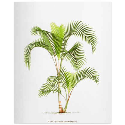 Planche naturaliste Hyophorbe Indica (40x50 cm). Illustration botanique de l'Hyophorbe Indica, un palmier aux feuilles vertes pennées et arquées, avec un tronc fin orné de marques rouges.