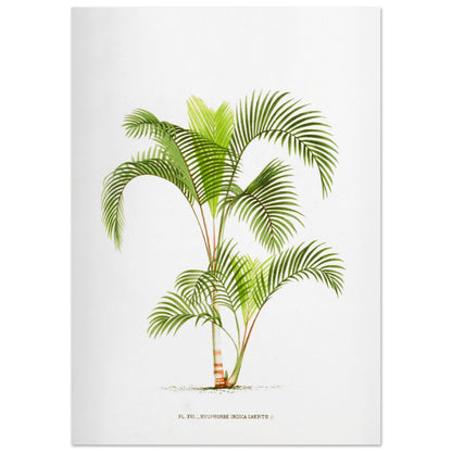 Planche naturaliste Hyophorbe Indica (42x59,4 cm (A2)). Illustration botanique de l'Hyophorbe Indica, un palmier aux feuilles vertes pennées et arquées, avec un tronc fin orné de marques rouges.