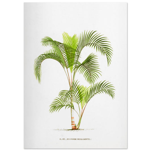 Planche naturaliste Hyophorbe Indica (42x59,4 cm (A2)). Illustration botanique de l'Hyophorbe Indica, un palmier aux feuilles vertes pennées et arquées, avec un tronc fin orné de marques rouges.