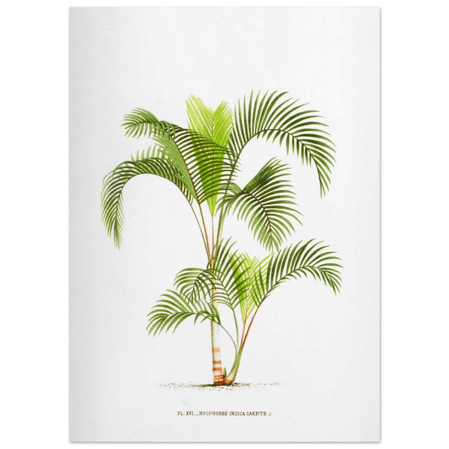 Planche naturaliste Hyophorbe Indica (50x70 cm). Illustration botanique de l'Hyophorbe Indica, un palmier aux feuilles vertes pennées et arquées, avec un tronc fin orné de marques rouges.
