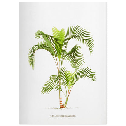 Planche naturaliste Hyophorbe Indica (50x70 cm). Illustration botanique de l'Hyophorbe Indica, un palmier aux feuilles vertes pennées et arquées, avec un tronc fin orné de marques rouges.