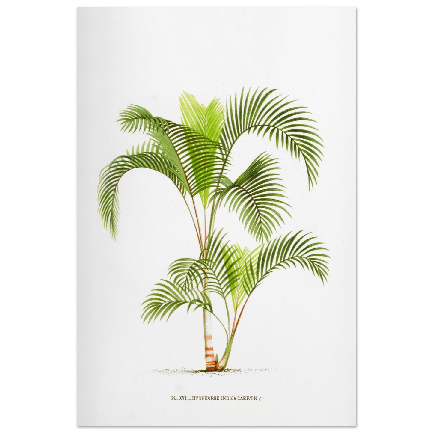 Planche naturaliste Hyophorbe Indica (60x90 cm). Illustration botanique de l'Hyophorbe Indica, un palmier aux feuilles vertes pennées et arquées, avec un tronc fin orné de marques rouges.