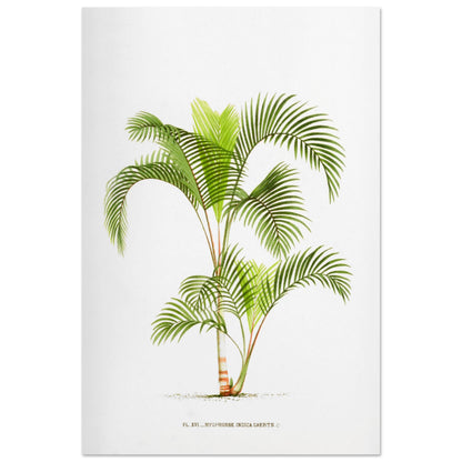 Planche naturaliste Hyophorbe Indica (60x90 cm). Illustration botanique de l'Hyophorbe Indica, un palmier aux feuilles vertes pennées et arquées, avec un tronc fin orné de marques rouges.