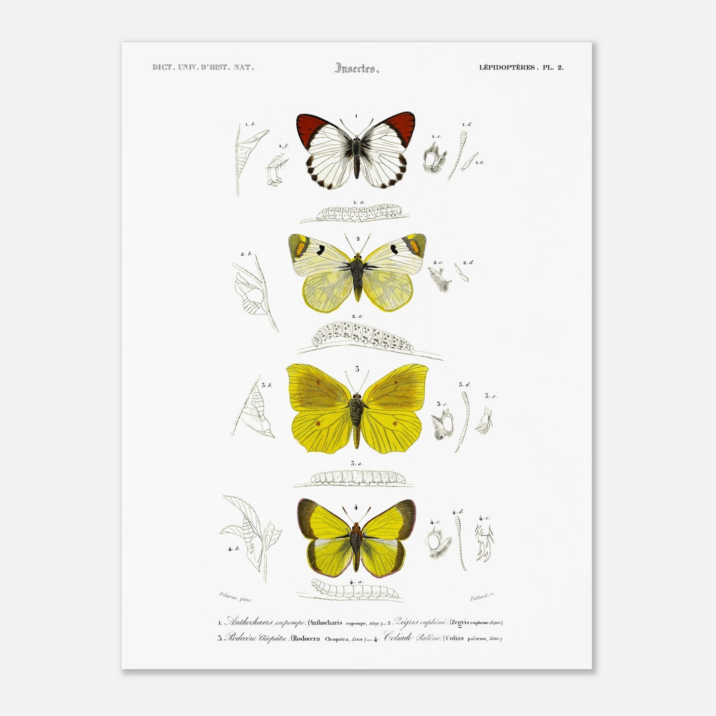 Affiche naturaliste de papillons, Anthocharis Eupompe par d'Orbigny (30x40 cm). Illustration naturaliste de lépidoptères par Charles d'Orbigny, montrant trois papillons colorés, leurs chenilles et des détails anatomiques.
