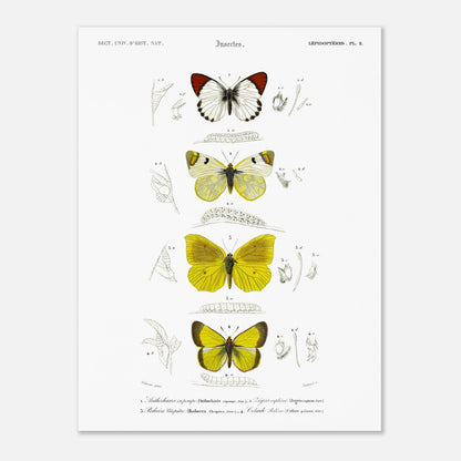 Affiche naturaliste de papillons, Anthocharis Eupompe par d'Orbigny (30x40 cm). Illustration naturaliste de lépidoptères par Charles d'Orbigny, montrant trois papillons colorés, leurs chenilles et des détails anatomiques.