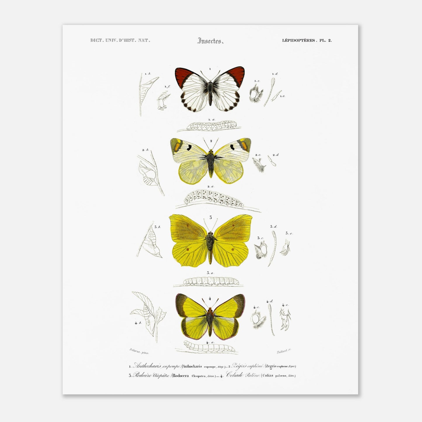 Affiche naturaliste de papillons, Anthocharis Eupompe par d'Orbigny (40x50 cm). Illustration naturaliste de lépidoptères par Charles d'Orbigny, montrant trois papillons colorés, leurs chenilles et des détails anatomiques.