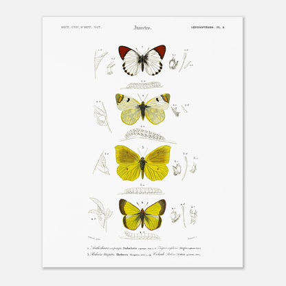 Affiche naturaliste de papillons, Anthocharis Eupompe par d'Orbigny (40x50 cm). Illustration naturaliste de lépidoptères par Charles d'Orbigny, montrant trois papillons colorés, leurs chenilles et des détails anatomiques.