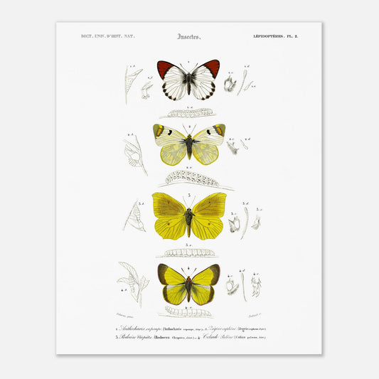 Affiche naturaliste de papillons, Anthocharis Eupompe par d'Orbigny (40x50 cm). Illustration naturaliste de lépidoptères par Charles d'Orbigny, montrant trois papillons colorés, leurs chenilles et des détails anatomiques.