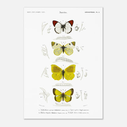 Affiche naturaliste de papillons, Anthocharis Eupompe par d'Orbigny (42x59,4 cm (A2)). Illustration naturaliste de lépidoptères par Charles d'Orbigny, montrant trois papillons colorés, leurs chenilles et des détails anatomiques.