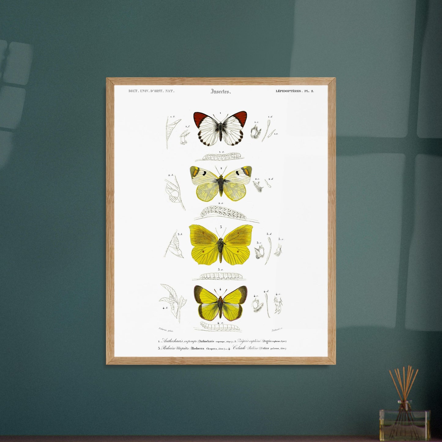 Affiche naturaliste de papillons, Anthocharis Eupompe par d'Orbigny. Illustration naturaliste de lépidoptères par Charles d'Orbigny, montrant trois papillons colorés, leurs chenilles et des détails anatomiques. Image d'illustration 5