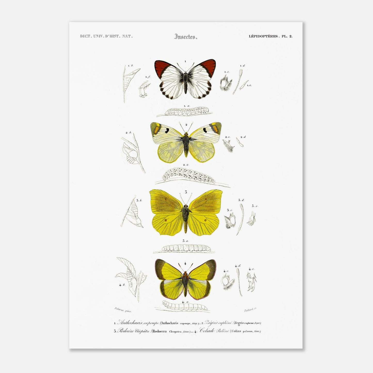 Affiche naturaliste de papillons, Anthocharis Eupompe par d'Orbigny (50x70 cm). Illustration naturaliste de lépidoptères par Charles d'Orbigny, montrant trois papillons colorés, leurs chenilles et des détails anatomiques.