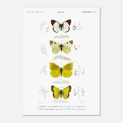 Affiche naturaliste de papillons, Anthocharis Eupompe par d'Orbigny (50x70 cm). Illustration naturaliste de lépidoptères par Charles d'Orbigny, montrant trois papillons colorés, leurs chenilles et des détails anatomiques.