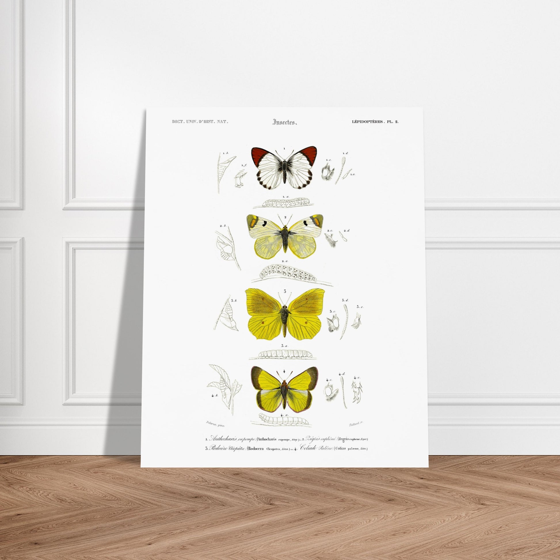 Affiche naturaliste de papillons, Anthocharis Eupompe par d'Orbigny. Illustration naturaliste de lépidoptères par Charles d'Orbigny, montrant trois papillons colorés, leurs chenilles et des détails anatomiques. Image d'illustration 6