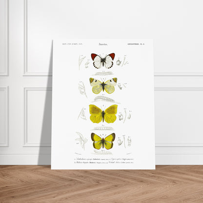 Affiche naturaliste de papillons, Anthocharis Eupompe par d'Orbigny. Illustration naturaliste de lépidoptères par Charles d'Orbigny, montrant trois papillons colorés, leurs chenilles et des détails anatomiques. Image d'illustration 6