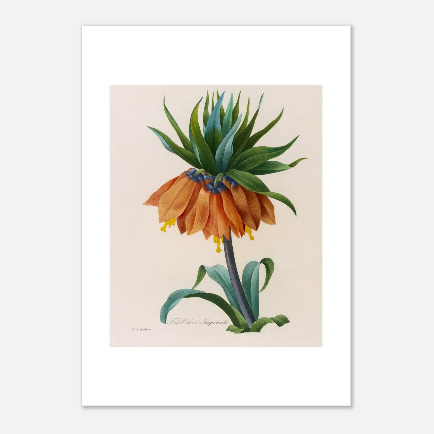Planche botanique Fritillaire Impériale par Pierre-Joseph Redouté (21x29,7 cm (A4)). Planche botanique de Pierre-Joseph Redouté représentant une fleur de Fritillaire Impériale de couleur orange avec des feuilles vertes, sur fond crème.