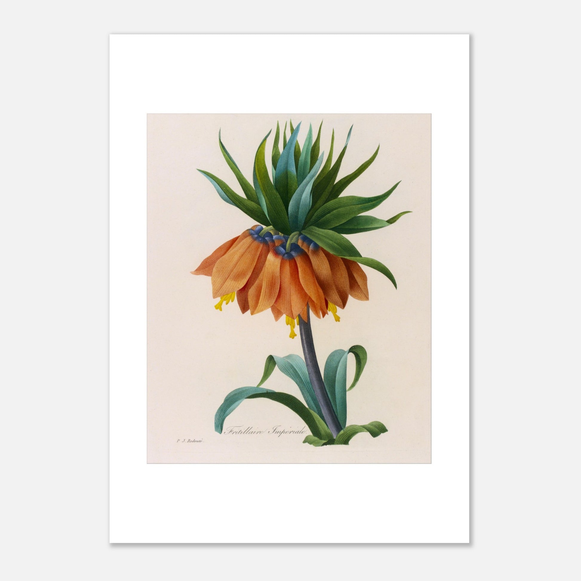 Planche botanique Fritillaire Impériale par Pierre-Joseph Redouté (21x29,7 cm (A4)). Planche botanique de Pierre-Joseph Redouté représentant une fleur de Fritillaire Impériale de couleur orange avec des feuilles vertes, sur fond crème.