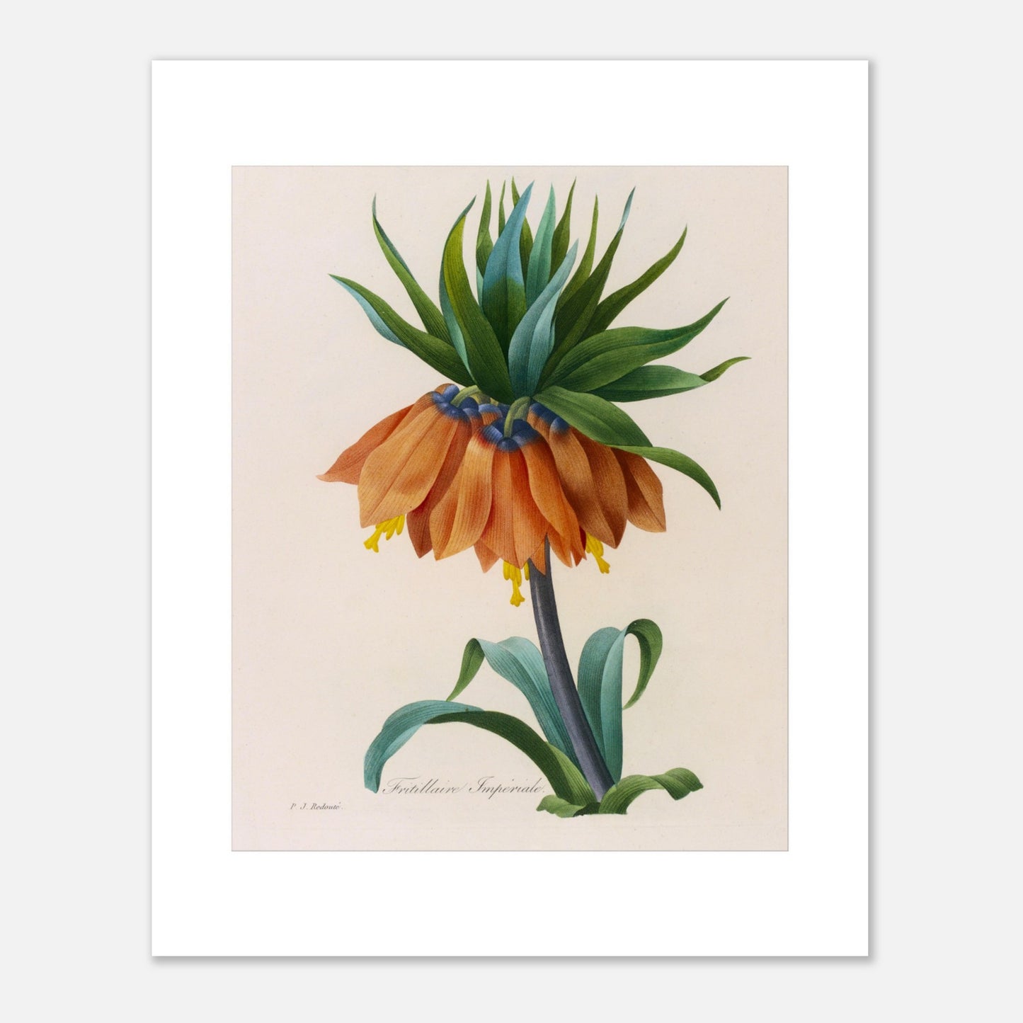 Planche botanique Fritillaire Impériale par Pierre-Joseph Redouté (40x50 cm). Planche botanique de Pierre-Joseph Redouté représentant une fleur de Fritillaire Impériale de couleur orange avec des feuilles vertes, sur fond crème.