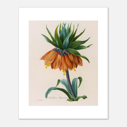 Planche botanique Fritillaire Impériale par Pierre-Joseph Redouté (40x50 cm). Planche botanique de Pierre-Joseph Redouté représentant une fleur de Fritillaire Impériale de couleur orange avec des feuilles vertes, sur fond crème.