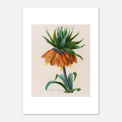 Planche botanique Fritillaire Impériale par Pierre-Joseph Redouté (42x59,4 cm (A2)). Planche botanique de Pierre-Joseph Redouté représentant une fleur de Fritillaire Impériale de couleur orange avec des feuilles vertes, sur fond crème.