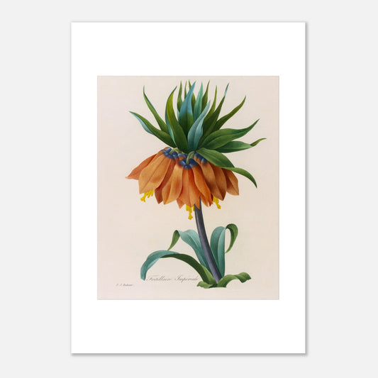 Planche botanique Fritillaire Impériale par Pierre-Joseph Redouté (42x59,4 cm (A2)). Planche botanique de Pierre-Joseph Redouté représentant une fleur de Fritillaire Impériale de couleur orange avec des feuilles vertes, sur fond crème.
