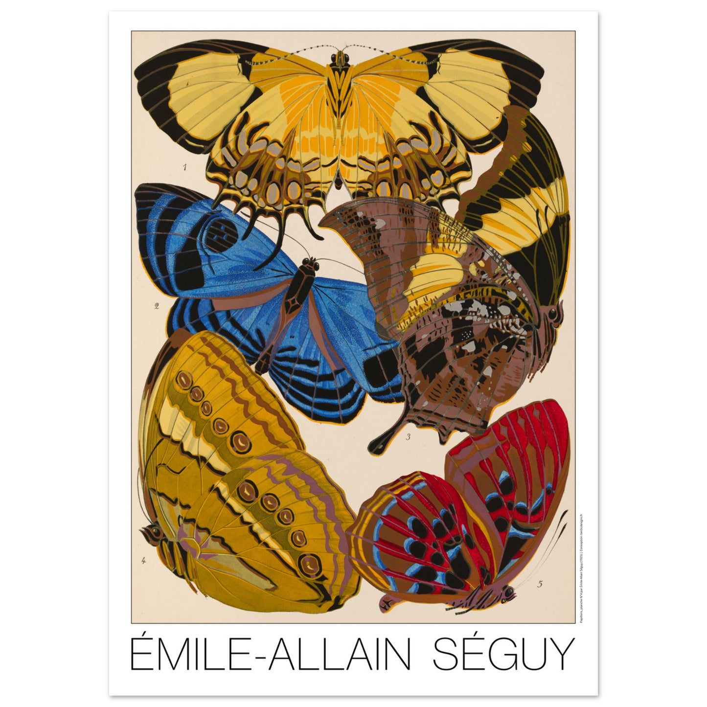 Affiche de papillons Art déco (Heliconis, Stichophthalma), E.A. Séguy (50x70 cm). Gravure naturaliste d'Émile-Allain Séguy représentant plusieurs papillons aux ailes aux motifs complexes et aux couleurs éclatantes.