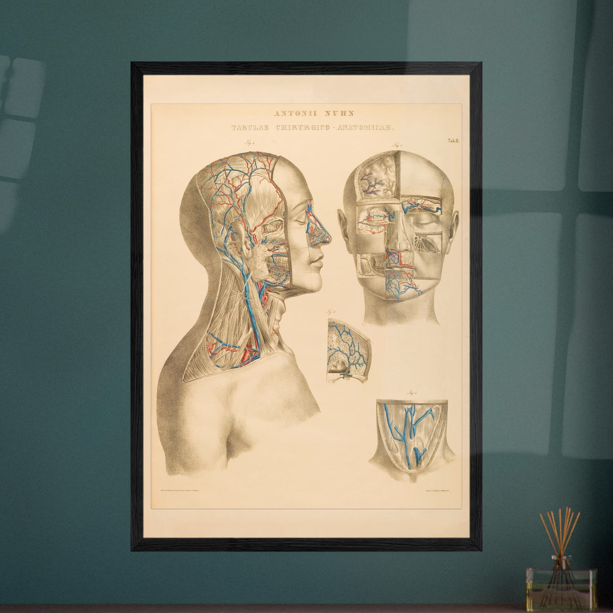 Ocular and nasal anatomical plate print by Anton Nuhn. Anatomical plate engraved by Anton Nuhn, illustrating the ocular and nasal regions with detailed vascular structures.