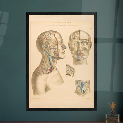 Ocular and nasal anatomical plate print by Anton Nuhn. Anatomical plate engraved by Anton Nuhn, illustrating the ocular and nasal regions with detailed vascular structures.
