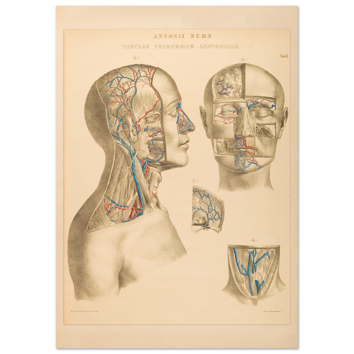 Ocular and nasal anatomical plate print by Anton Nuhn (21x29,7 cm (A4) / 8.3x11.7″). Anatomical plate engraved by Anton Nuhn, illustrating the ocular and nasal regions with detailed vascular structures.