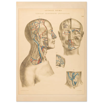Ocular and nasal anatomical plate print by Anton Nuhn (21x29,7 cm (A4) / 8.3x11.7″). Anatomical plate engraved by Anton Nuhn, illustrating the ocular and nasal regions with detailed vascular structures.