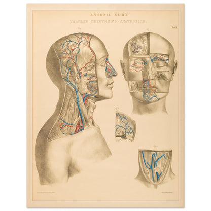 Ocular and nasal anatomical plate print by Anton Nuhn (27x35 cm / 11x14″). Anatomical plate engraved by Anton Nuhn, illustrating the ocular and nasal regions with detailed vascular structures.