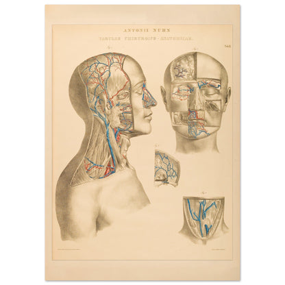 Ocular and nasal anatomical plate print by Anton Nuhn (29,7x42 cm (A3) / 11.7x16.5″). Anatomical plate engraved by Anton Nuhn, illustrating the ocular and nasal regions with detailed vascular structures.