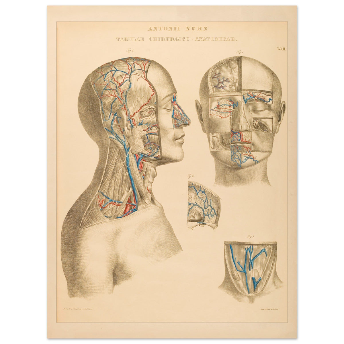 Ocular and nasal anatomical plate print by Anton Nuhn (30x40 cm / 12x16″). Anatomical plate engraved by Anton Nuhn, illustrating the ocular and nasal regions with detailed vascular structures.