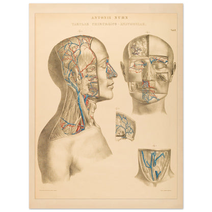 Ocular and nasal anatomical plate print by Anton Nuhn (30x40 cm / 12x16″). Anatomical plate engraved by Anton Nuhn, illustrating the ocular and nasal regions with detailed vascular structures.
