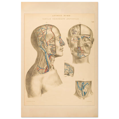 Ocular and nasal anatomical plate print by Anton Nuhn (40x60 cm / 16x24″). Anatomical plate engraved by Anton Nuhn, illustrating the ocular and nasal regions with detailed vascular structures.