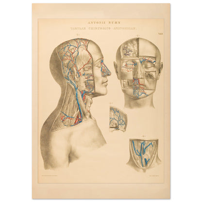Ocular and nasal anatomical plate print by Anton Nuhn (59,4x84,1 cm (A1) / 23.4x33.1″). Anatomical plate engraved by Anton Nuhn, illustrating the ocular and nasal regions with detailed vascular structures.