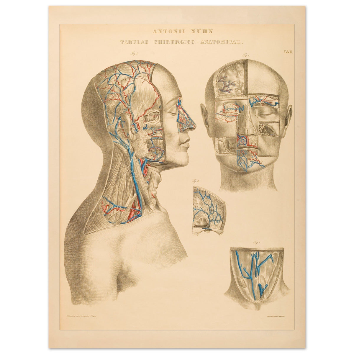 Ocular and nasal anatomical plate print by Anton Nuhn (60x80 cm / 24x32″). Anatomical plate engraved by Anton Nuhn, illustrating the ocular and nasal regions with detailed vascular structures.